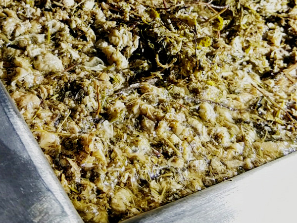 dolin-maceration Dolin maceration