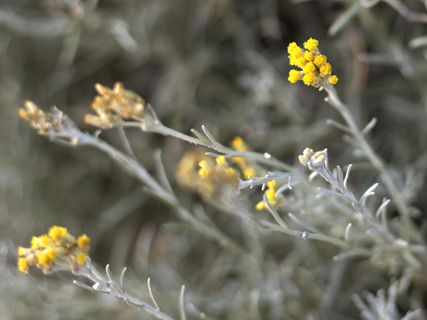 dolin-plantes dolin plants