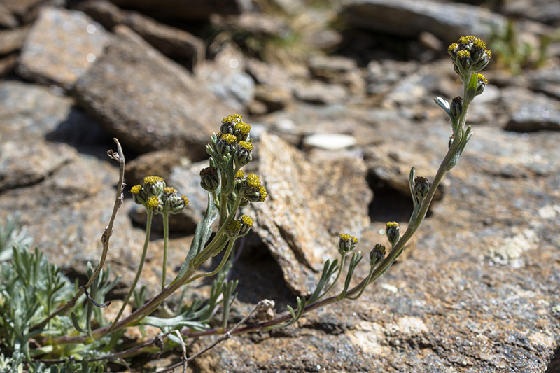 8 choses à savoir sur le génépi de nos montagnes - Dolin